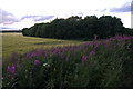 Small wood, Sunny Bank, Dornoch