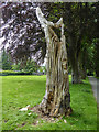 Tree Carving,  Builth Wells, Powys