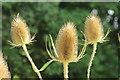 SP9314 : Teasel Seed Heads at College Lake by Chris Reynolds