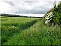 Field Of Barley