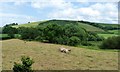 Grazing cattle alongside Doniford Stream