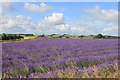 SP1033 : The view at Cotswold Lavender in late July by Roger Davies