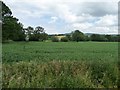 Bean field, east of Williton, alongside the A39