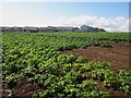 Arable field on the edge of Eyemouth