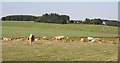 Cattle near North Broadleys.