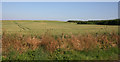 Field of Barley