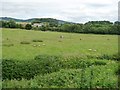 Sheep pasture, west of Watts Bridge