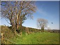 Field boundary by Ley Lane