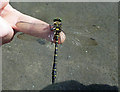 NS3206 : Golden-ringed Dragonfly by Mary and Angus Hogg