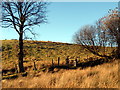 Llwybr ceffyl Tascon  / Tascon bridleway