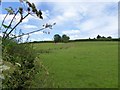 Field with a spring near Houndsmoor