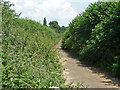 Chalk Lane, Shackleford