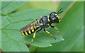 The wasp Ectemnius cavifrons, Longshaw, Billinge