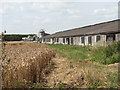 Poultry houses in fields by Hall Green