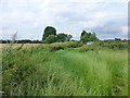 SJ7093 : Overgrown footpath on Cadishead Moss by Raymond Knapman