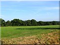 Barn Field Mead