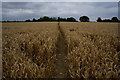 Path leading to North Featherstone