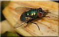 The greenbottle fly Lucilia sericata, Waddicar, Melling