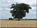SU8975 : Oak tree near Mount Skippets Farm by Alan Hunt