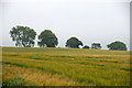 Trees at Newtown of Pitpointie, Kirkton of Auchterhouse