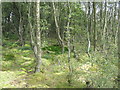 NT1663 : Birch woodland at the Red Moss of Balerno by M J Richardson