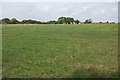 Open grassland near City Farm