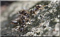 Common Black Ants (Lasius niger), Rattray