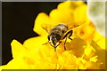 The hoverfly Eristalis tenax, Wellmeadow, Blairgowrie