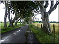 D0333 : The Dark Hedges, Derrykeighan by Kenneth  Allen