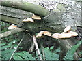 NT1663 : Crepidotus mollis on dead wood by M J Richardson