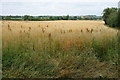 Fallow field near Eynsham