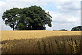 Copse by the pond in the field