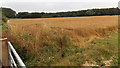 Golden crop in  Moreton-in-Marsh