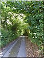 Minor road through Waterleat Wood