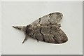 Female Pale Tussock Moth