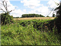 Fields by Dovehouse Plantation