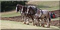 Working horses at Rural Past Times Country Fair