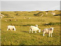 NM1757 : Isle of Coll: sheep and dunes near Hogh Bay by Chris Downer