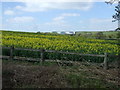 Oilseed rape crop off Hamilton Road