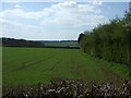 Crop field and hedgerow