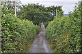 North Devon : Country Lane