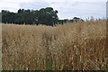 North Devon : Crop Field