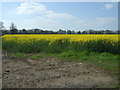 Oilseed rape crop 