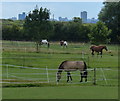 SK6308 : Horses and paddocks near Hill Top Farm by Mat Fascione