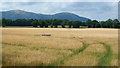 Barley at Blackmore End