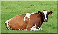 Cattle, Templepatrick - August 2014(2)