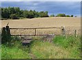 Wheat field near Staveley