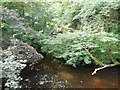 Above the weir on Cam Beck