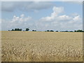 Turbine And Wheat