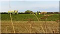 Pea harvesting on Duggleby Wold